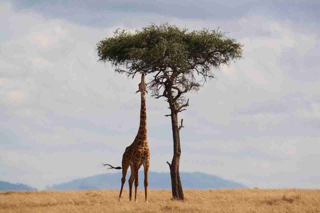 Serengeti Classic Safari