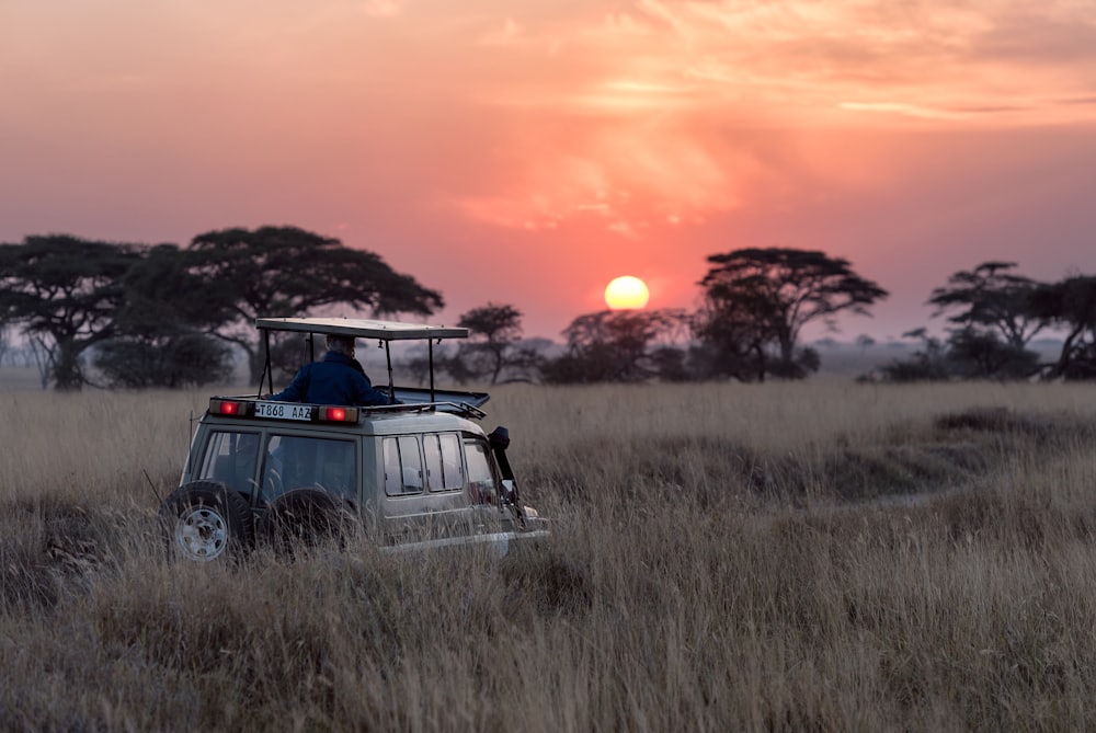 Zebra Crossing