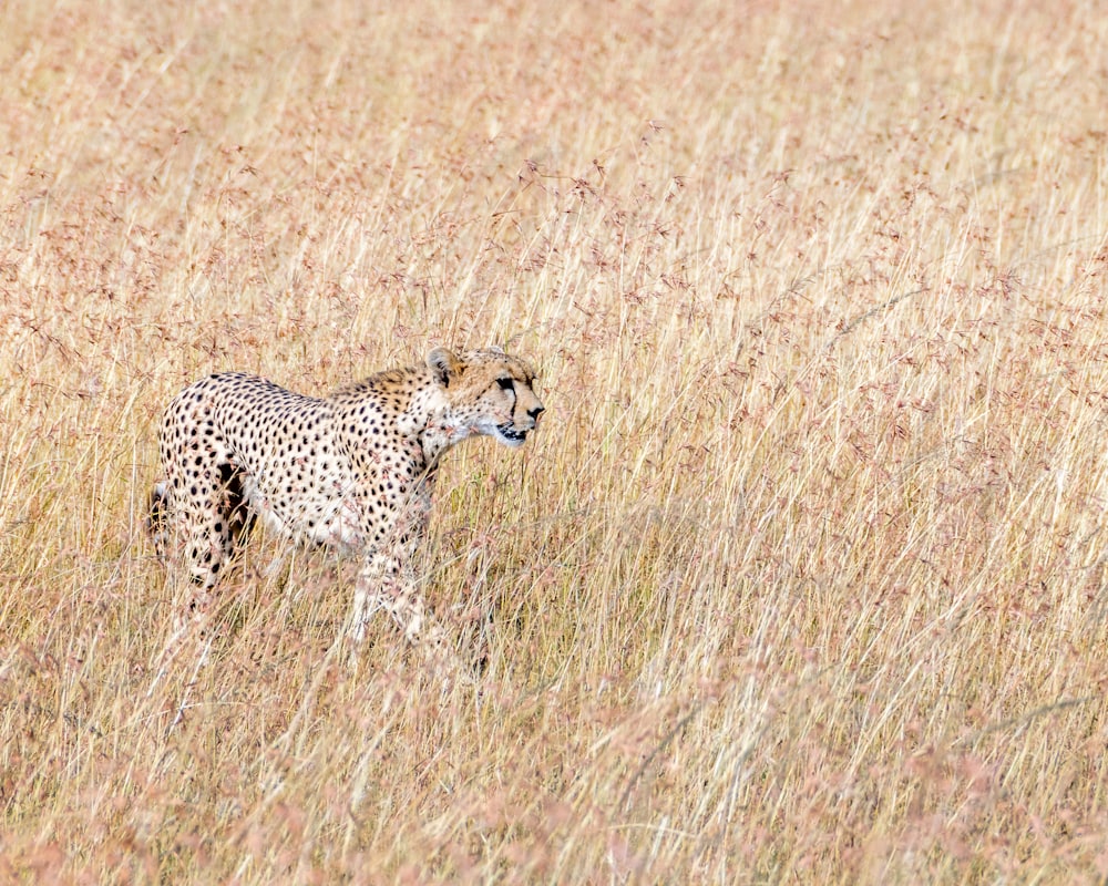 Cheetah on the Hunt