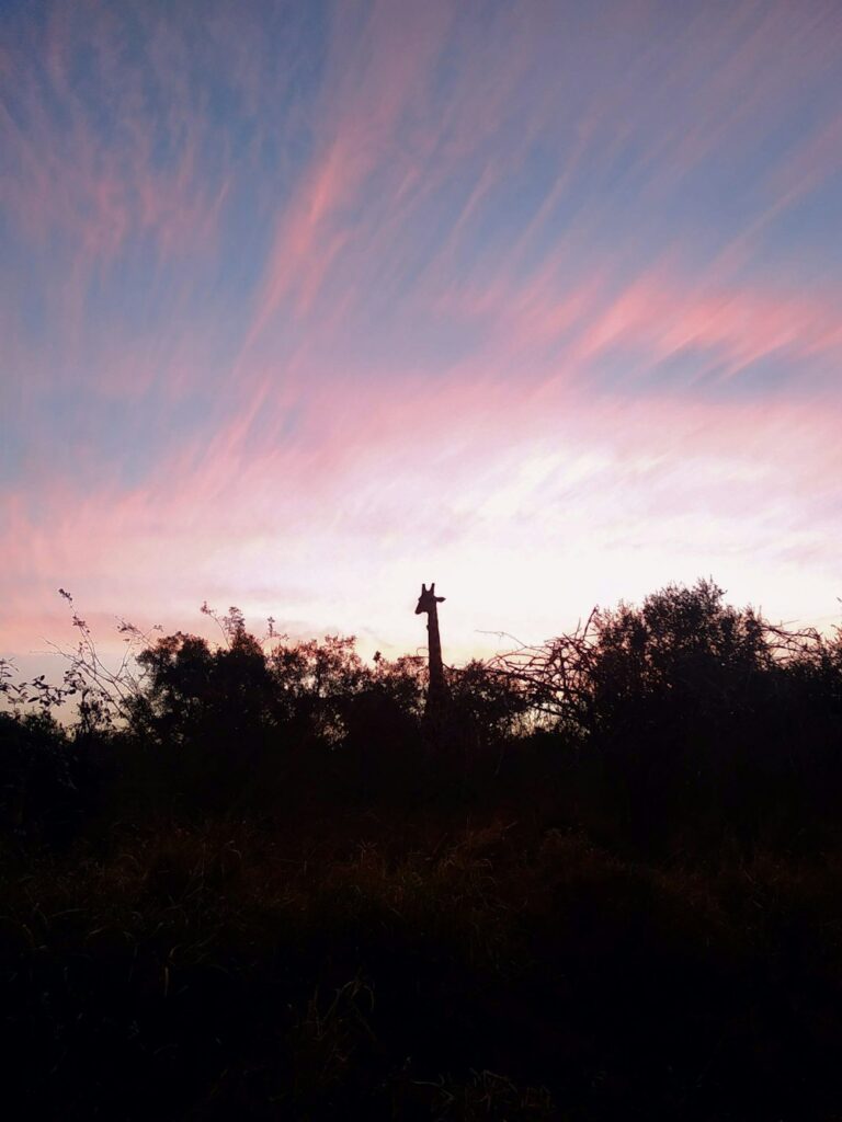 Sunset Giraffes