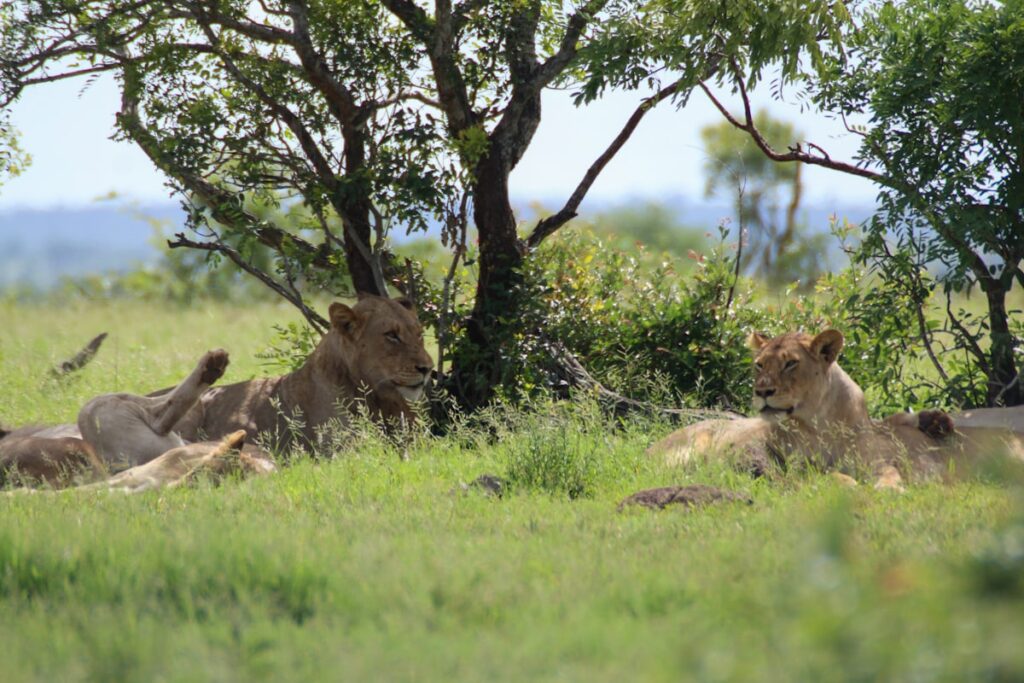Safari