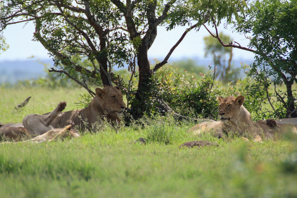 Lion Pride Resting